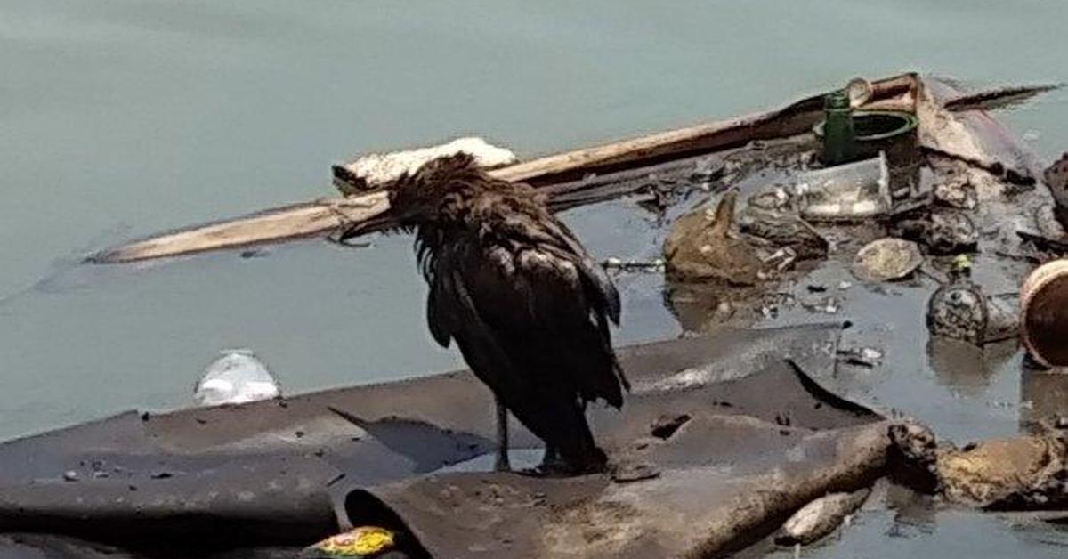 The fascinating Common Grackle, scientifically known as Quiscalus quiscula.