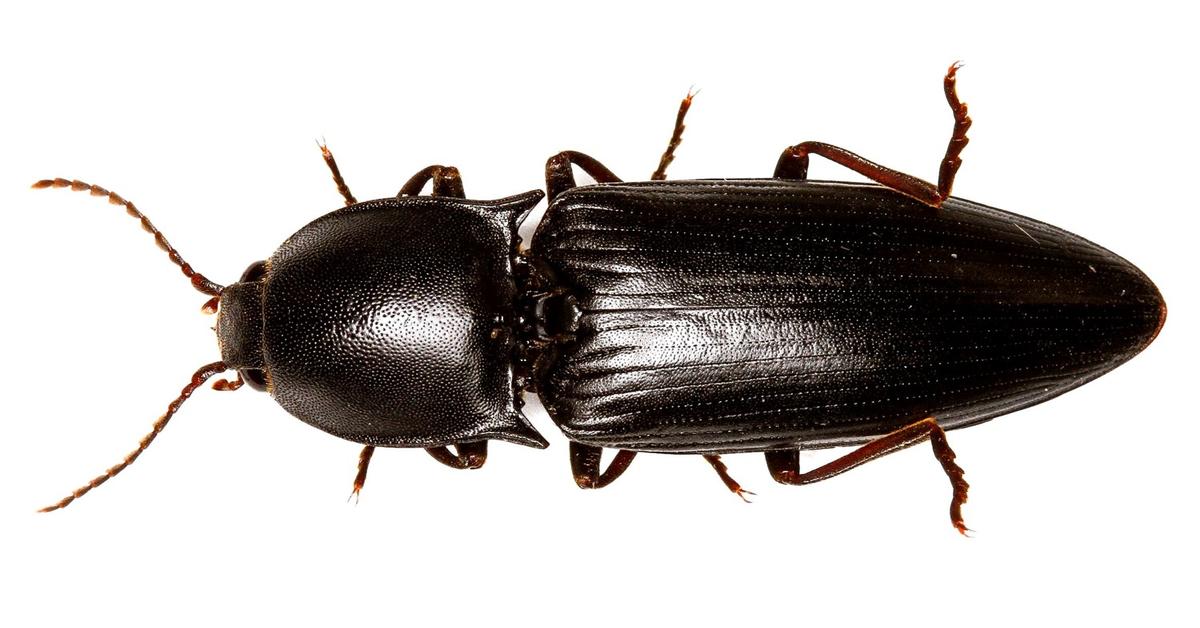 Stunning image of the Click Beetle (Elateridae), a wonder in the animal kingdom.