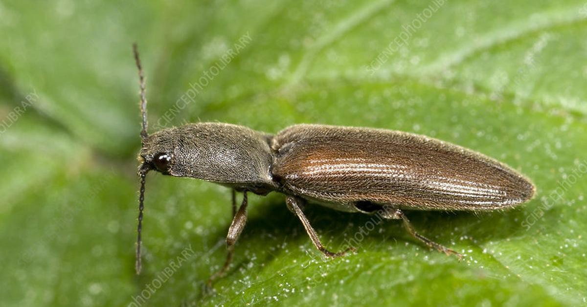 Photographic depiction of the unique Click Beetle, locally called Kumbang Klik.