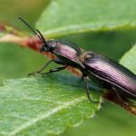 Visual of Click Beetle, or Kumbang Klik in Indonesian, showcasing its beauty.