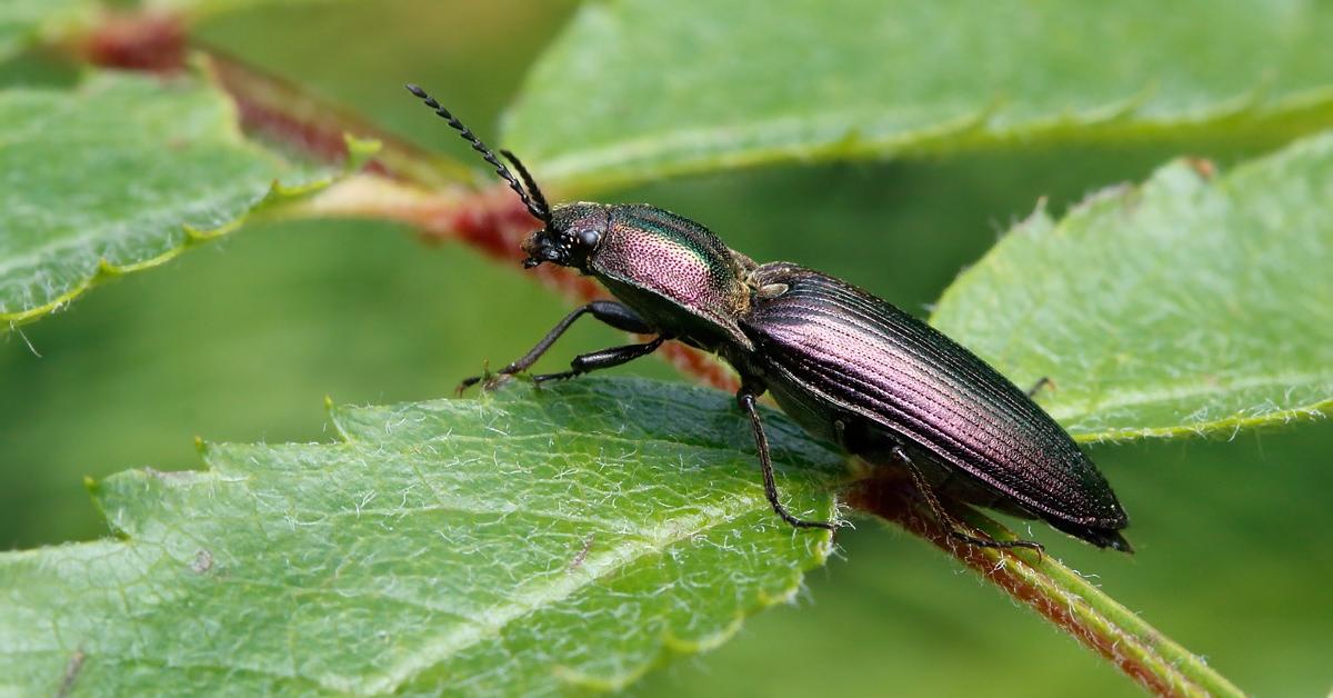 Captured moment of the Click Beetle, in Indonesia known as Kumbang Klik.