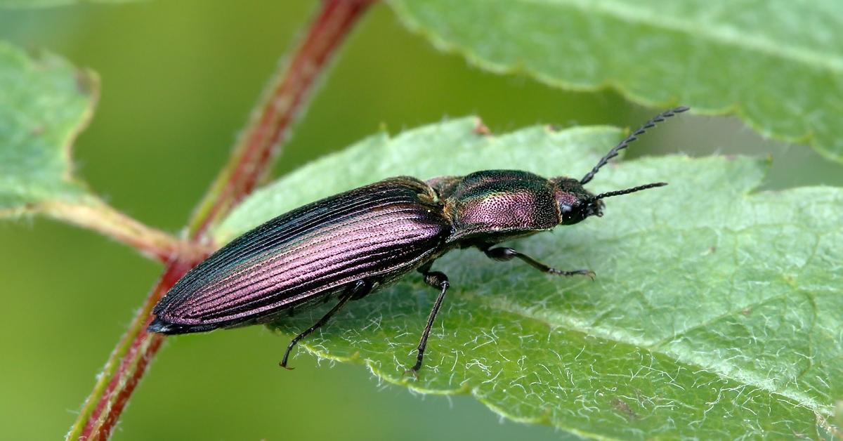 Enchanting Click Beetle, a species scientifically known as Elateridae.