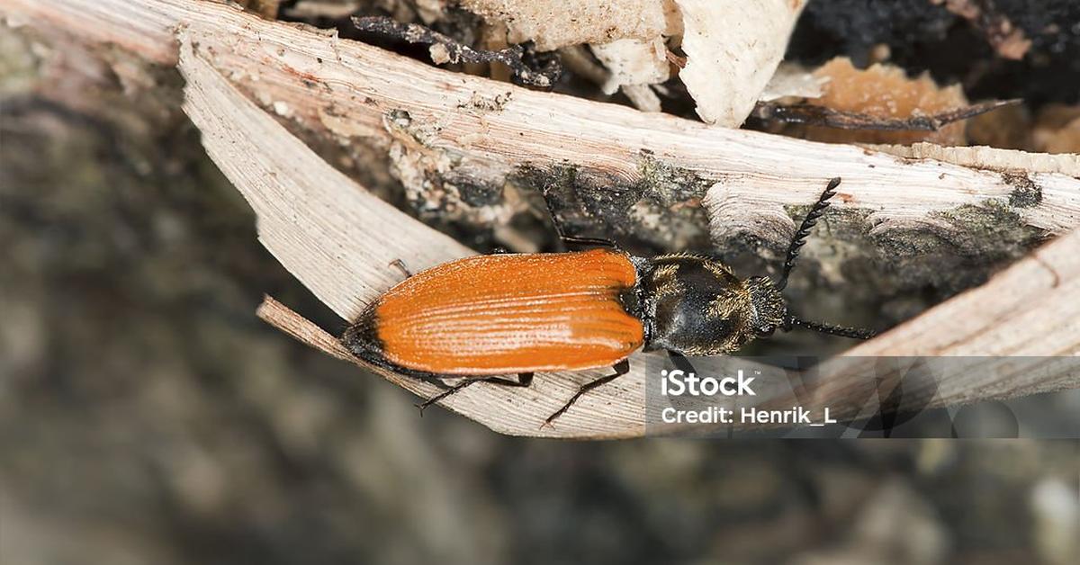 Photograph of the unique Click Beetle, known scientifically as Elateridae.