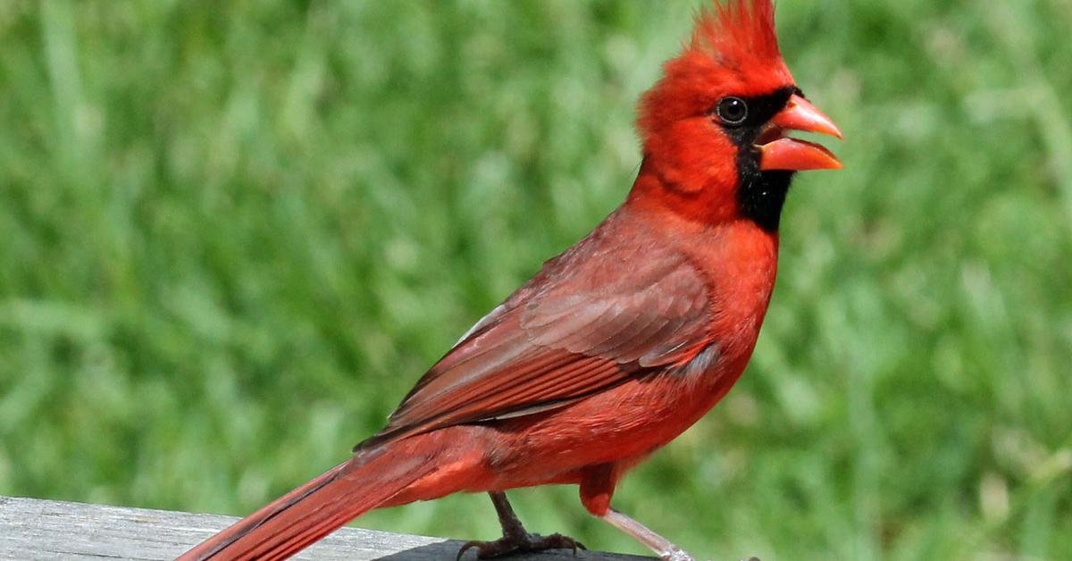 Splendid image of the Cardinal, with the scientific name Cardinalis cardinalis.