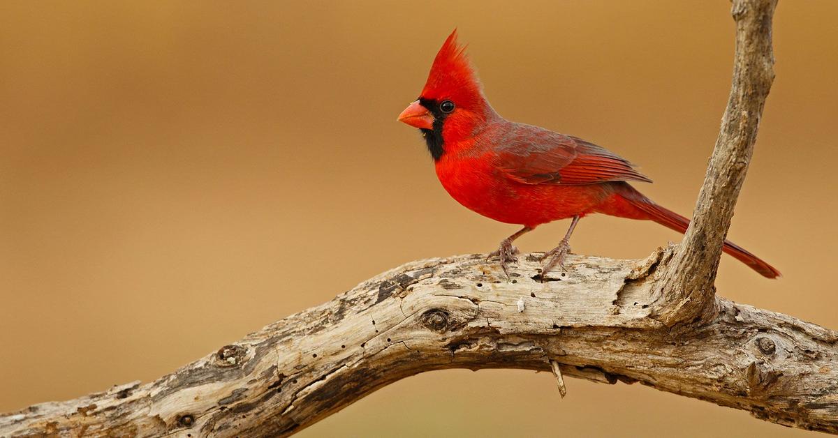 Captivating shot of the Cardinal, or Kardinal in Bahasa Indonesia.