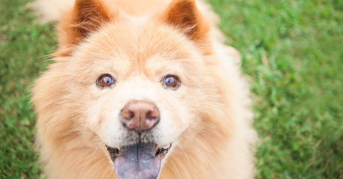 A look at the Chusky, also recognized as Anjing Chusky in Indonesian culture.