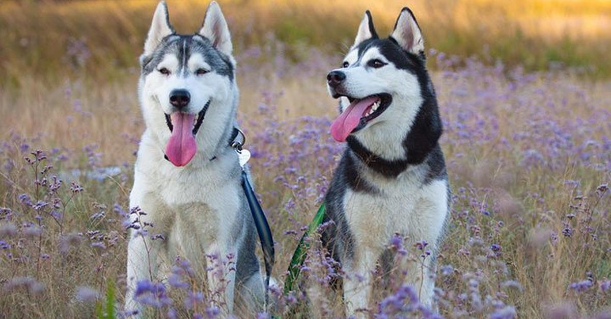 The elegant Chusky (Canis lupus), a marvel of nature.