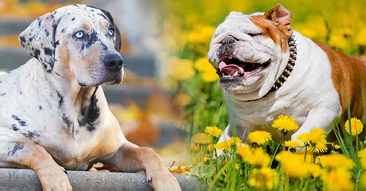 Photograph of the unique Catahoula Bulldog, known scientifically as Canis familiaris.