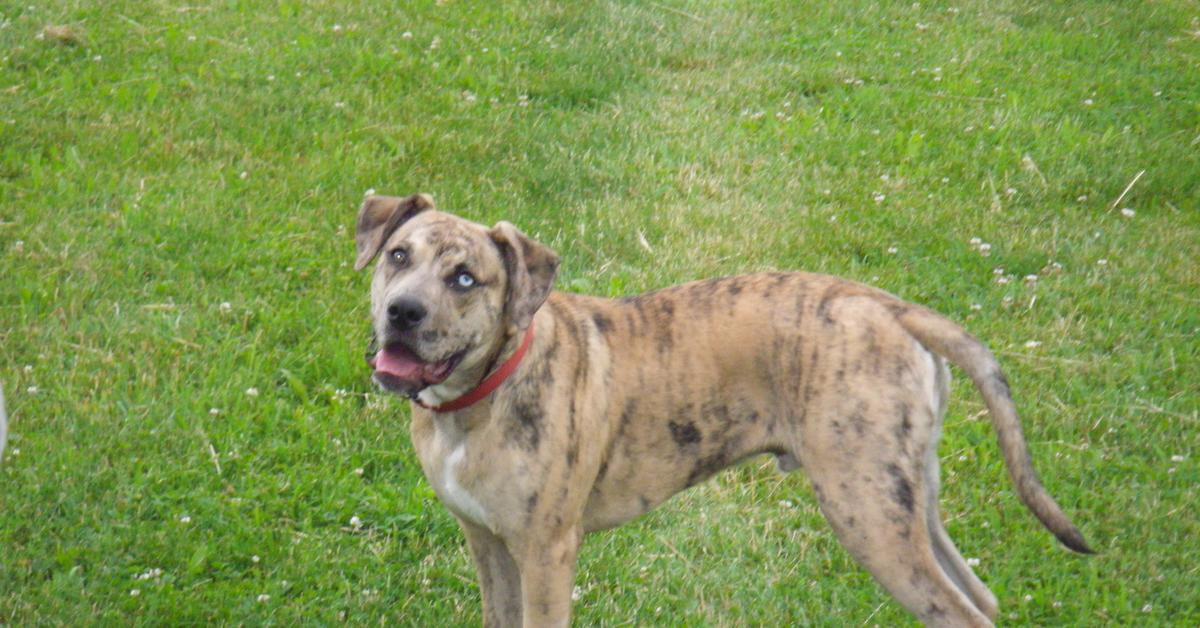 Captured beauty of the Catahoula Bulldog, or Canis familiaris in the scientific world.