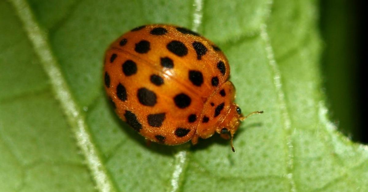 The Christmas Beetle, a species known as Anoplognathus viriditarsus, in its natural splendor.