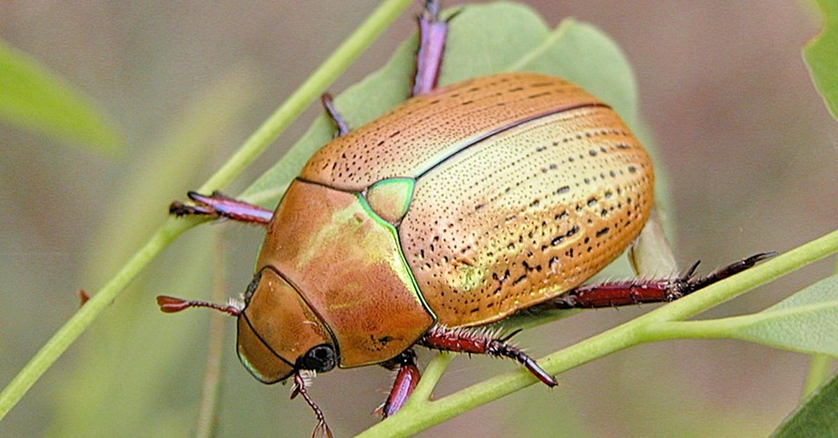 The fascinating Christmas Beetle, scientifically known as Anoplognathus viriditarsus.