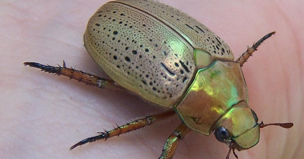 Captured beauty of the Christmas Beetle, or Anoplognathus viriditarsus in the scientific world.