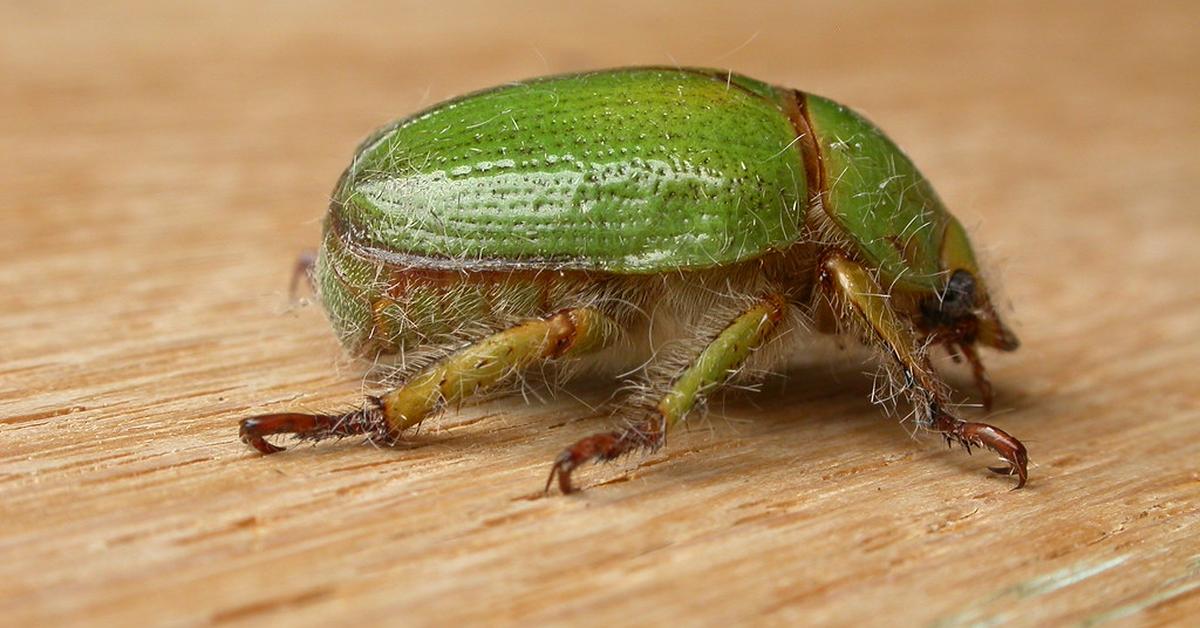 The Christmas Beetle, a beautiful species also known as Kumbang Natal in Bahasa Indonesia.