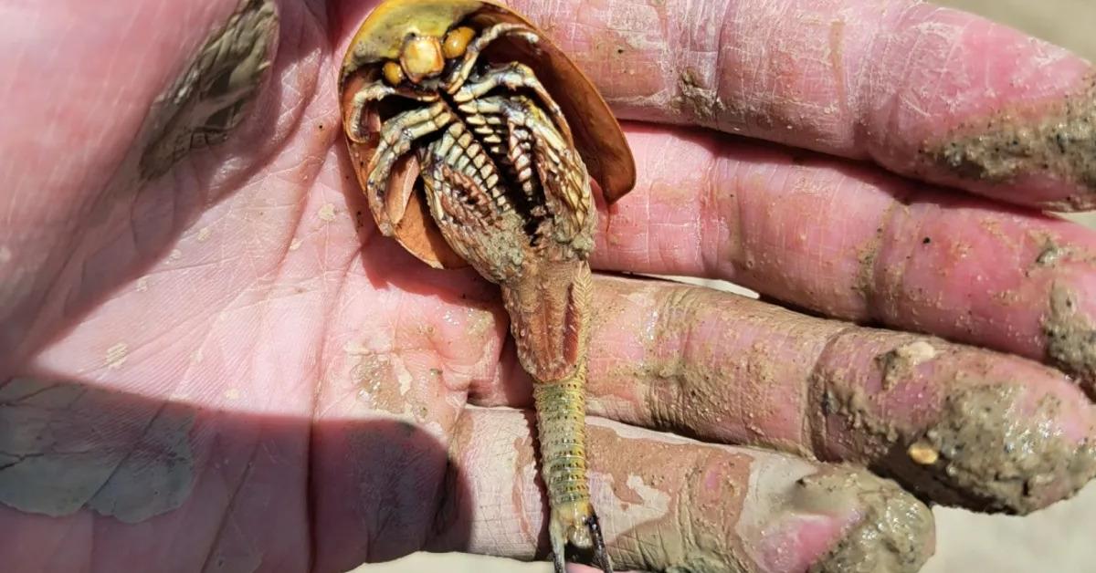 Elegant Dinosaur Shrimp in its natural habitat, called Udang Dinosaurus in Indonesia.