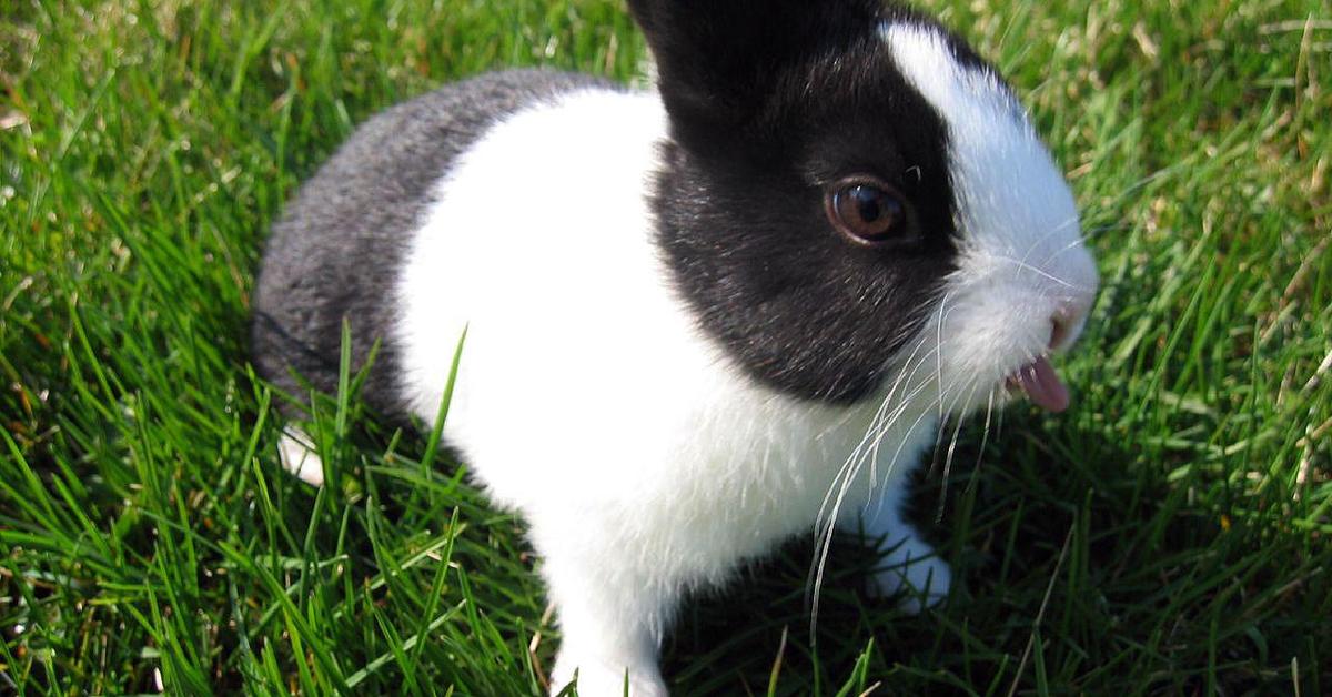 The majestic Dutch Rabbit, also called Kelinci Belanda in Indonesia, in its glory.