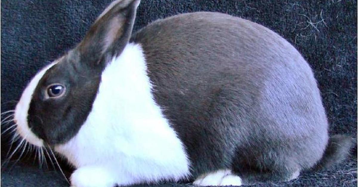 Natural elegance of the Dutch Rabbit, scientifically termed Oryctolagus Cuniculus.