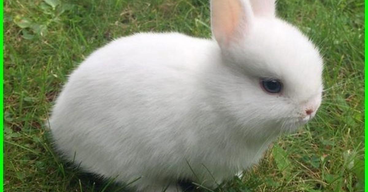 Graceful Dutch Rabbit, a creature with the scientific name Oryctolagus Cuniculus.