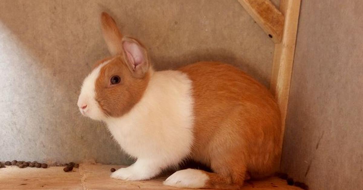 Captured beauty of the Dutch Rabbit, or Oryctolagus Cuniculus in the scientific world.