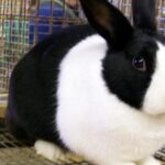 Close-up view of the Dutch Rabbit, known as Kelinci Belanda in Indonesian.