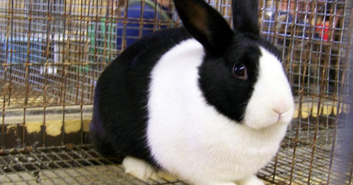 Close-up view of the Dutch Rabbit, known as Kelinci Belanda in Indonesian.