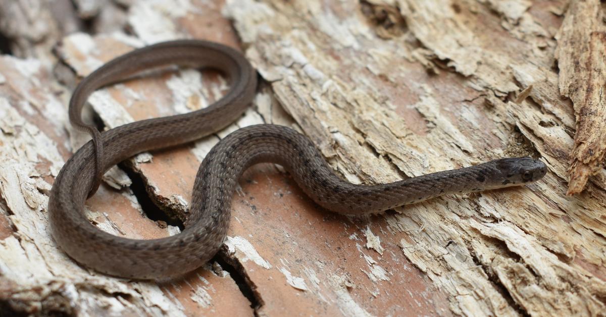 Stunning image of the De Kays Brown Snake (Storeria dekayi), a wonder in the animal kingdom.