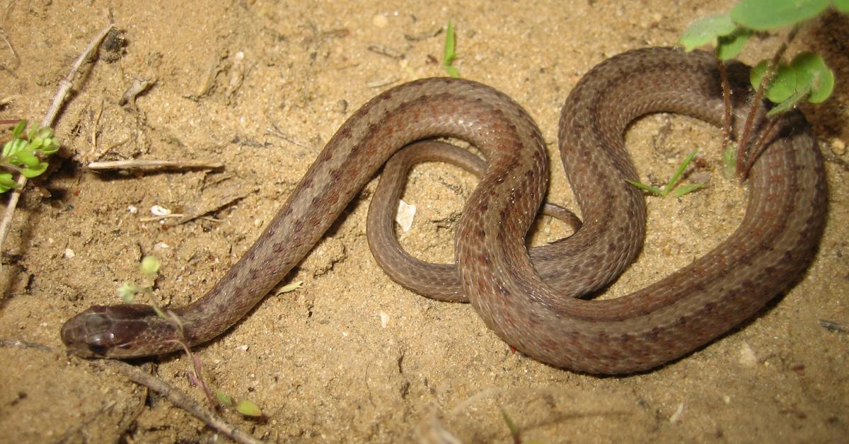 Picture of De Kays Brown Snake, known in Indonesia as Ular Coklat De Kays.