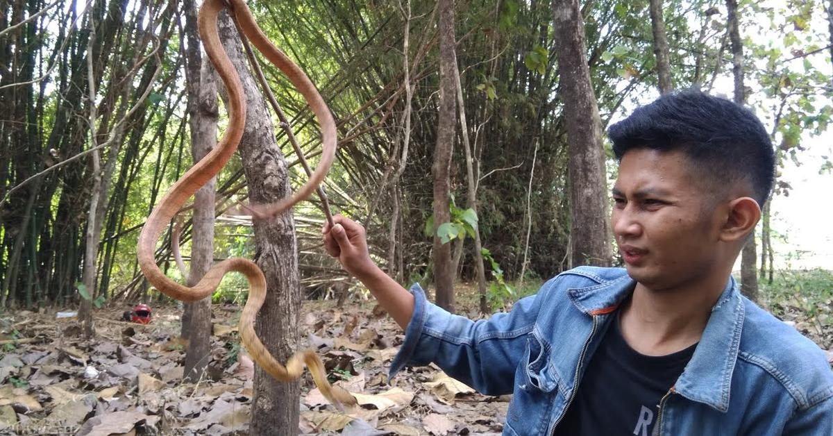 Engaging shot of the De Kays Brown Snake, recognized in Indonesia as Ular Coklat De Kays.