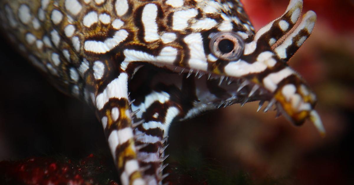 Elegant portrayal of the Dragon Eel, also known as Enchelycore pardalis.