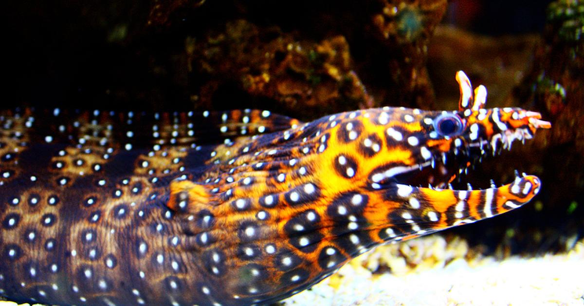 Image showcasing the Dragon Eel, known in Indonesia as Belut Naga.