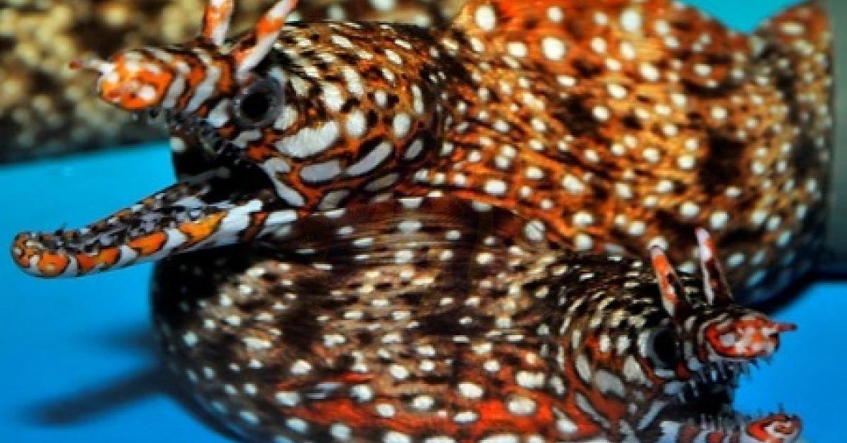 Captivating shot of the Dragon Eel, or Belut Naga in Bahasa Indonesia.