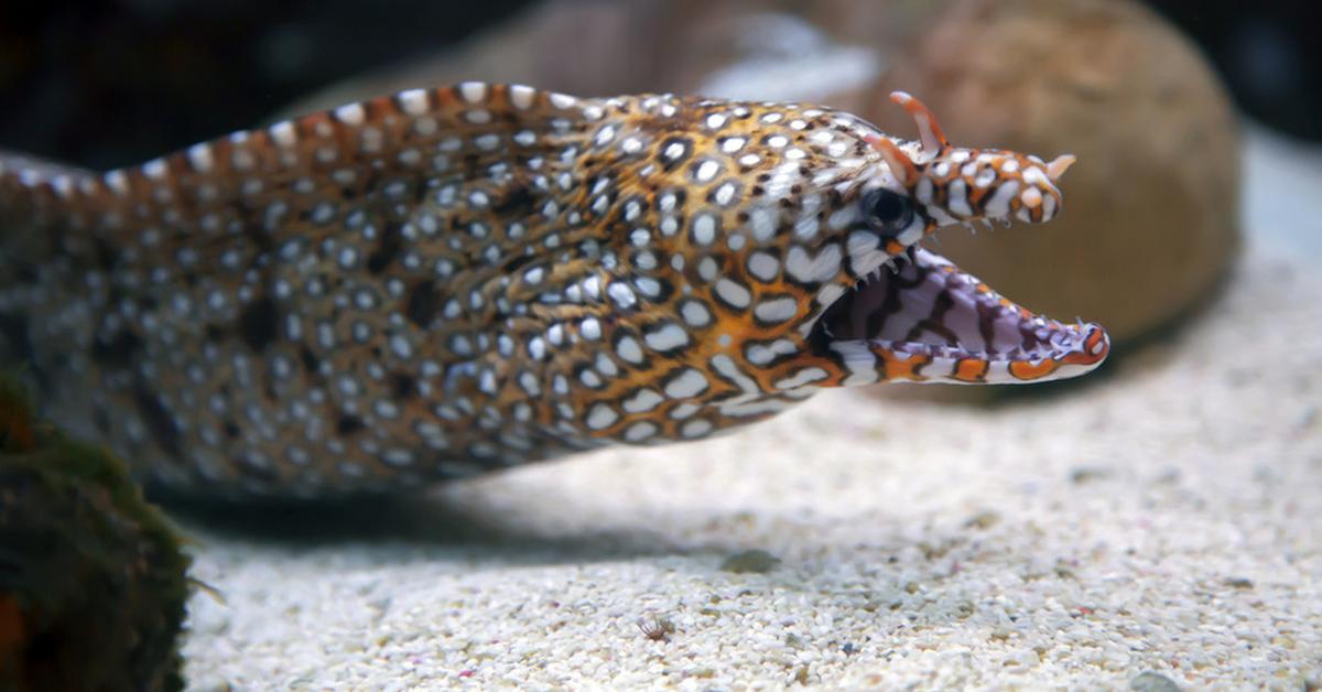 The Dragon Eel in its natural beauty, locally called Belut Naga.