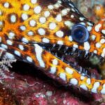 The Dragon Eel, a beautiful species also known as Belut Naga in Bahasa Indonesia.