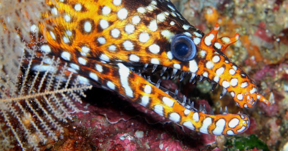 The Dragon Eel, a beautiful species also known as Belut Naga in Bahasa Indonesia.