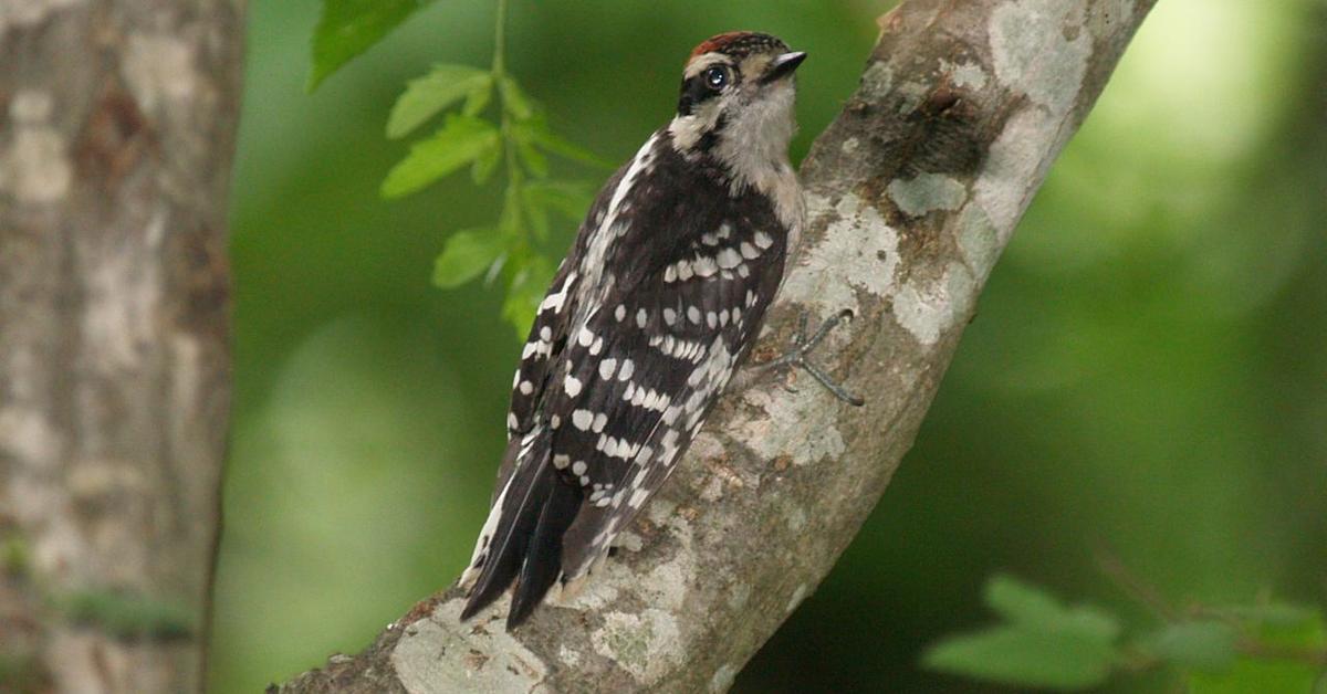 Captured beauty of the Downy Woodpecker, or D. pubescens in the scientific world.