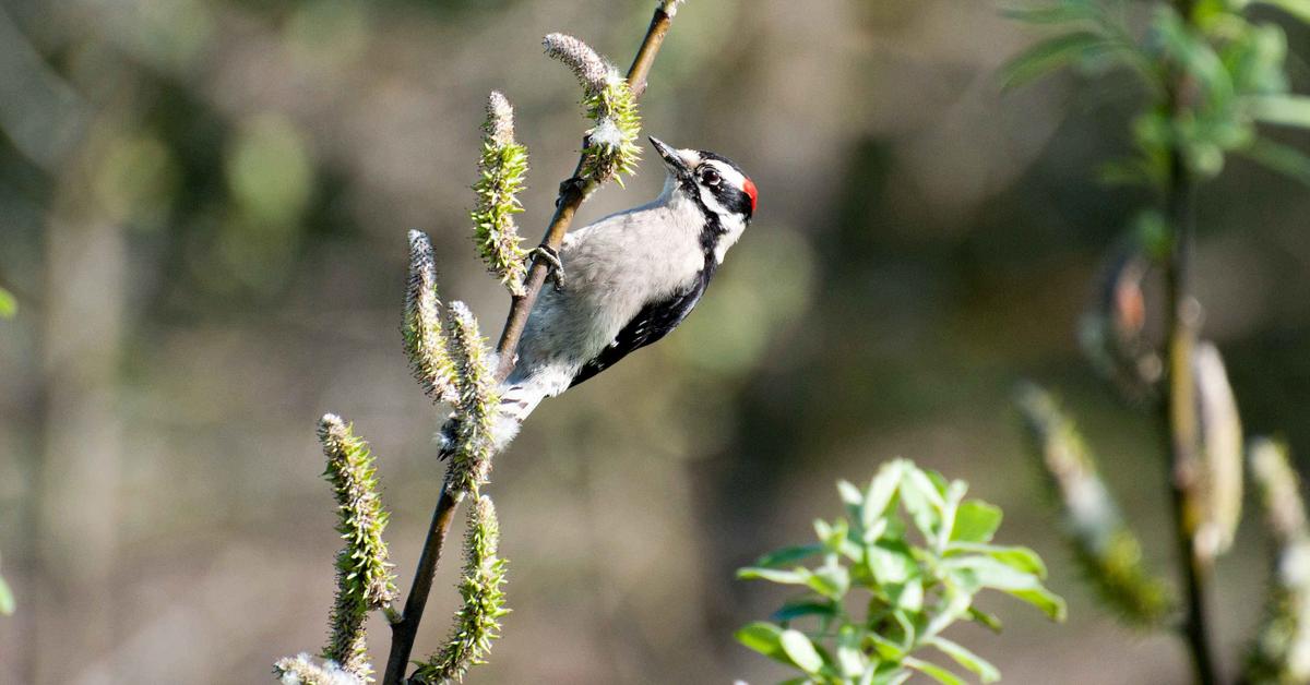 The alluring Downy Woodpecker, commonly referred to as Burung Pukul Kayu Berbulu in Bahasa Indonesia.