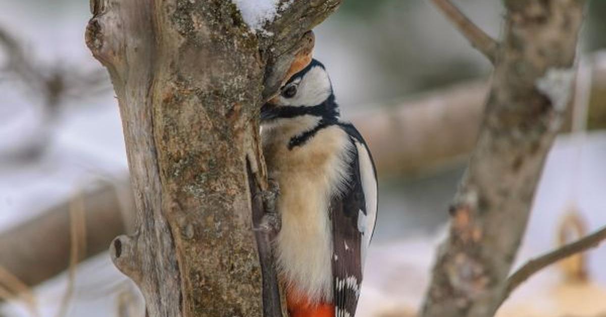 The elegant Downy Woodpecker (D. pubescens), a marvel of nature.