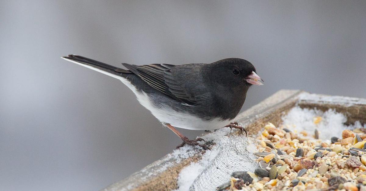 The elegant Dark-Eyed Junco (Junco hyemalis), a marvel of nature.