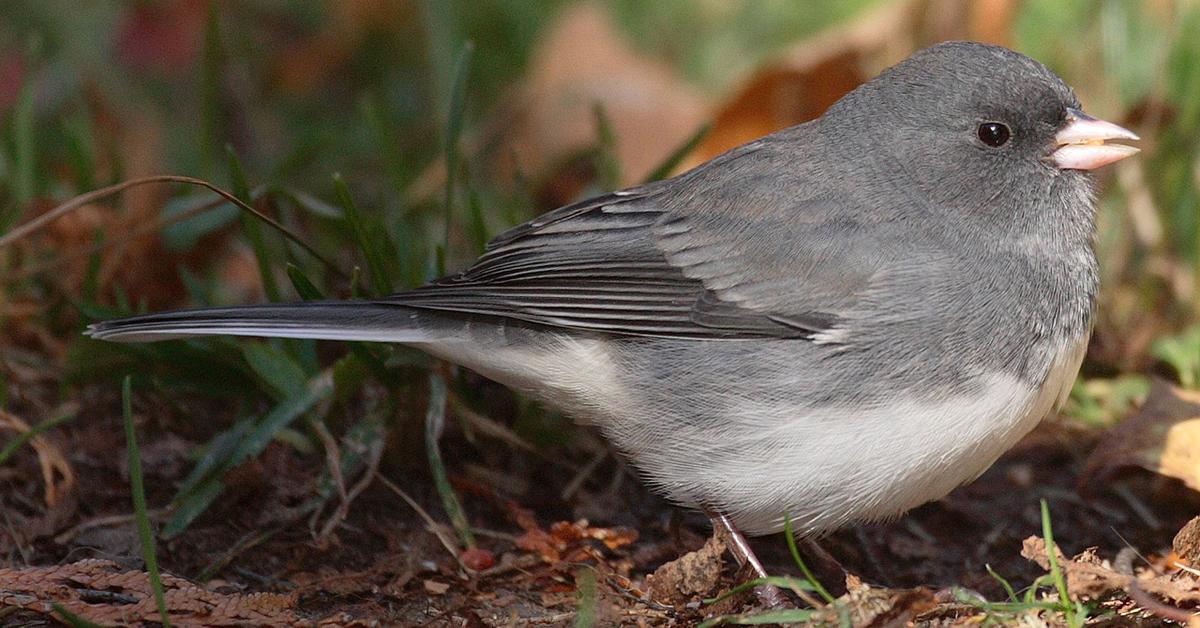 The fascinating Dark-Eyed Junco, scientifically known as Junco hyemalis.