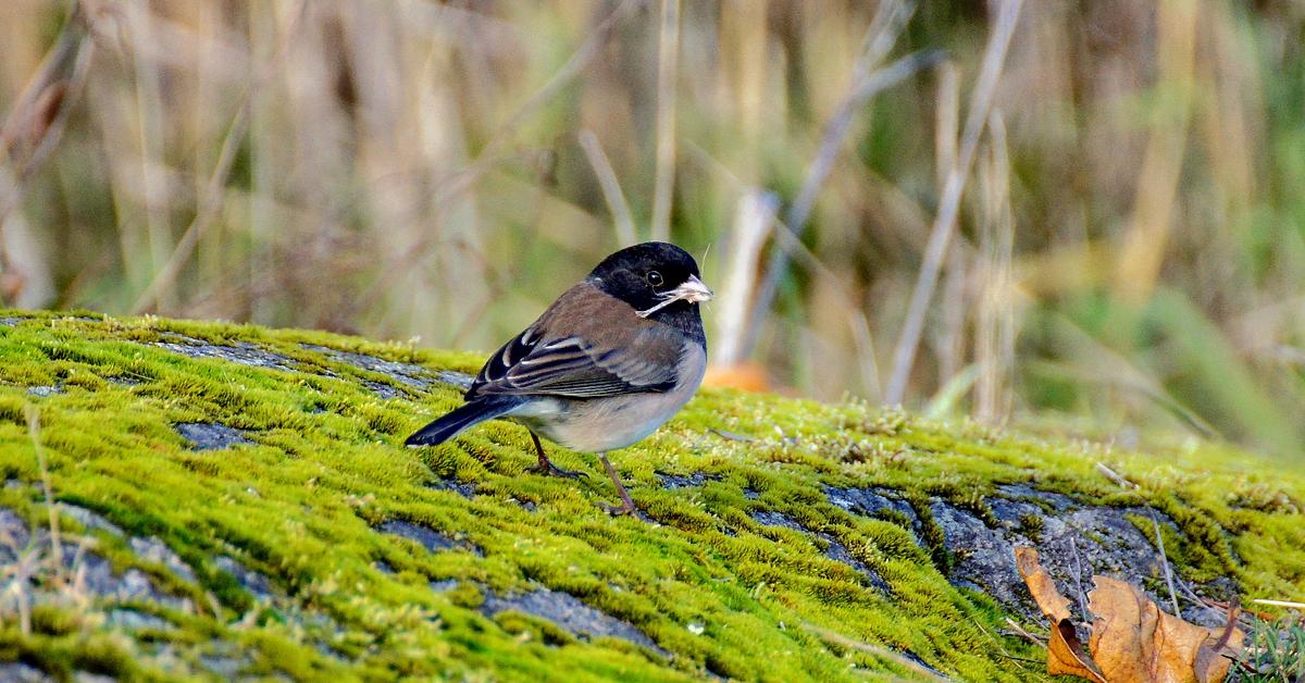 The Dark-Eyed Junco, a species known as Junco hyemalis, in its natural splendor.