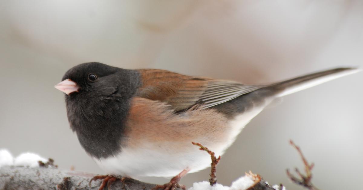 The fascinating Dark-Eyed Junco, scientifically known as Junco hyemalis.