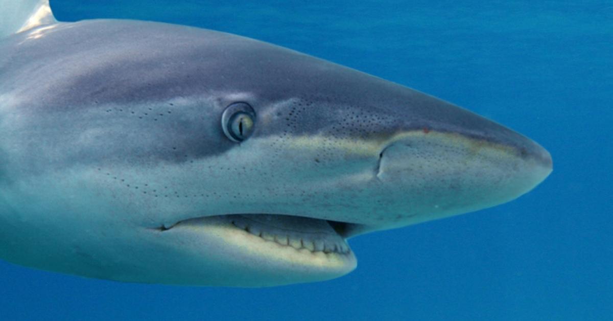 Captivating presence of the Dusky Shark, a species called Carcharhinus obscurus.