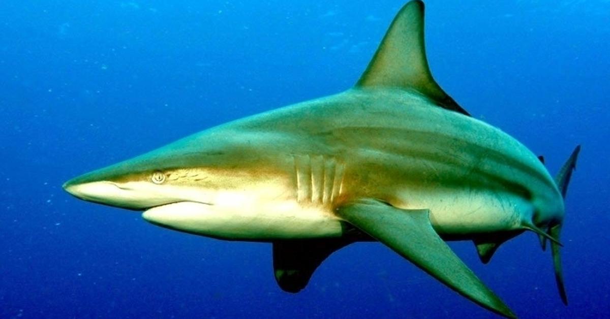 Photogenic Dusky Shark, scientifically referred to as Carcharhinus obscurus.