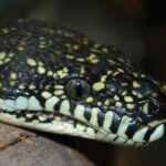 Splendid image of the Diamond Python, with the scientific name Morelia spilota.