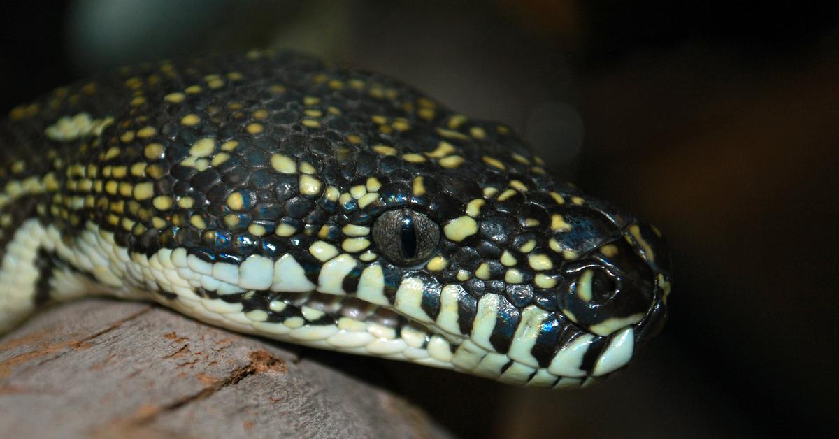 Splendid image of the Diamond Python, with the scientific name Morelia spilota.