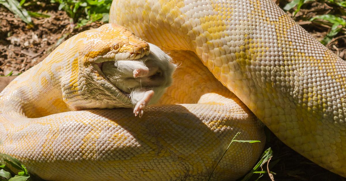 Vibrant snapshot of the Diamond Python, commonly referred to as Piton Berlian in Indonesia.