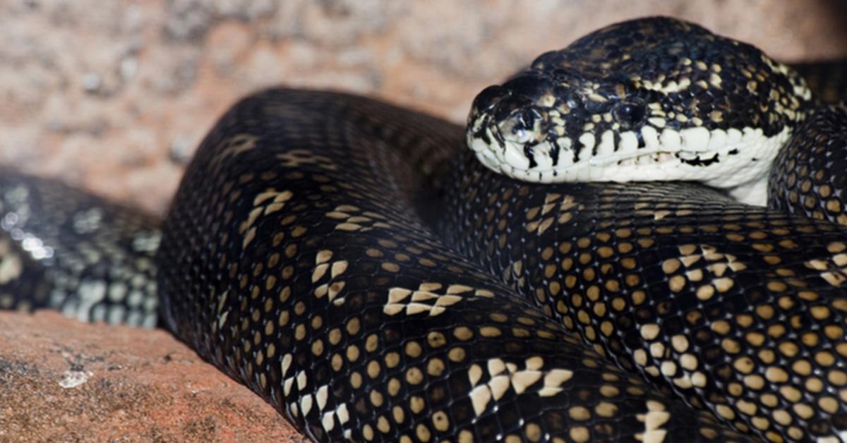 Striking appearance of the Diamond Python, known in scientific circles as Morelia spilota.