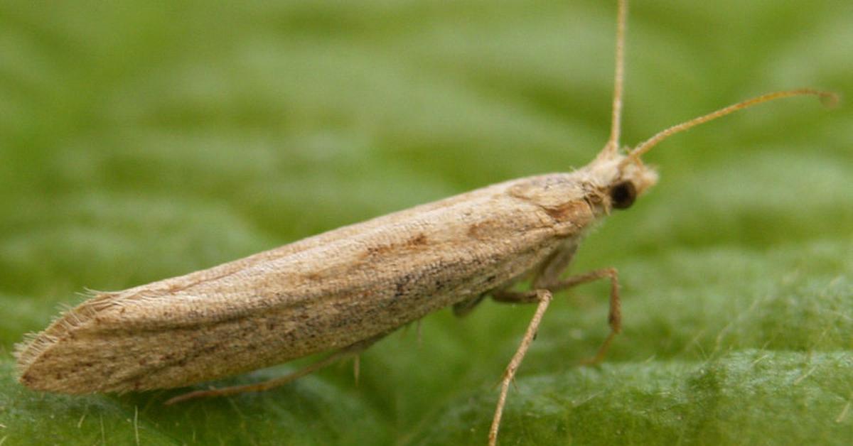 Exquisite image of Diamondback Moth, in Indonesia known as Ngengat Berpunggung Berlian.