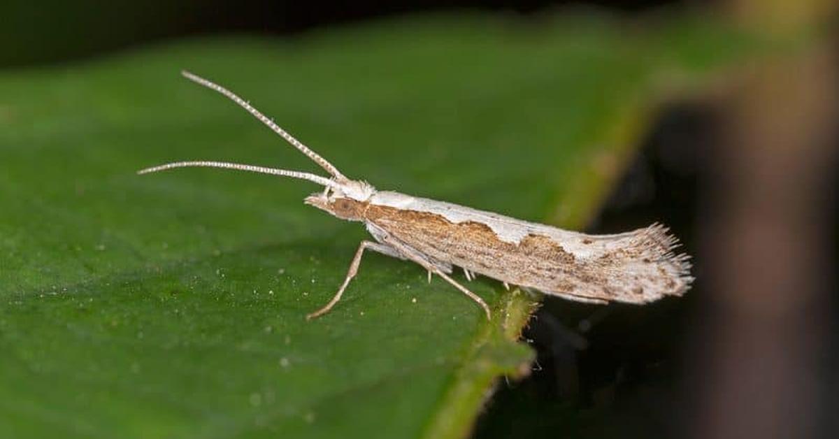 The majestic Diamondback Moth, also called Ngengat Berpunggung Berlian in Indonesia, in its glory.