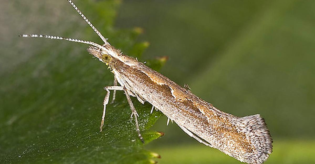 Charming view of the Diamondback Moth, in Indonesia referred to as Ngengat Berpunggung Berlian.