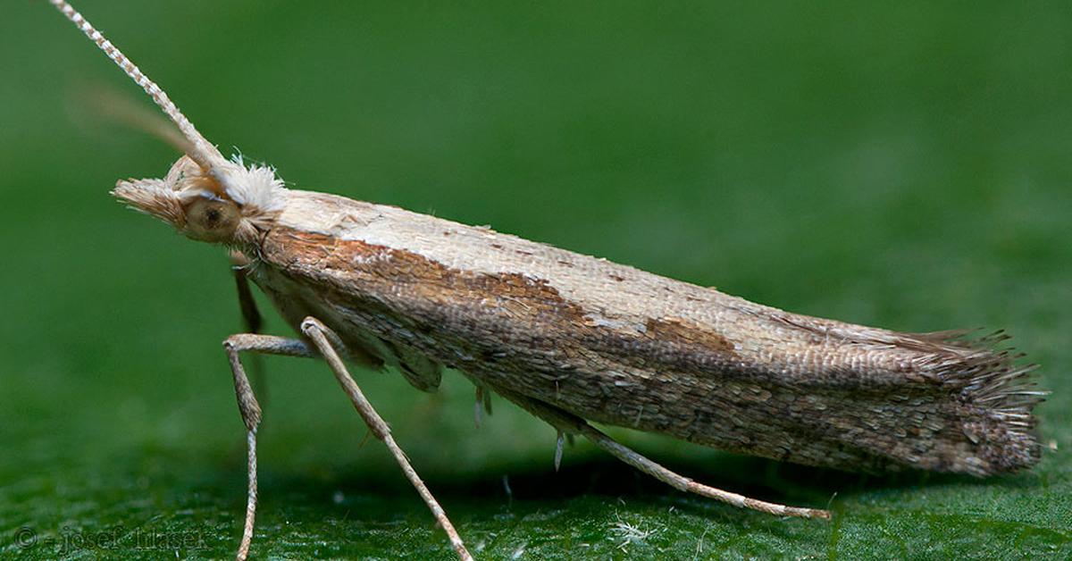 The Diamondback Moth in its natural beauty, locally called Ngengat Berpunggung Berlian.